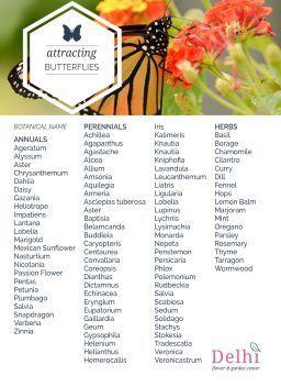 Butterfly Bouquet - Delhi Flower and Garden Center