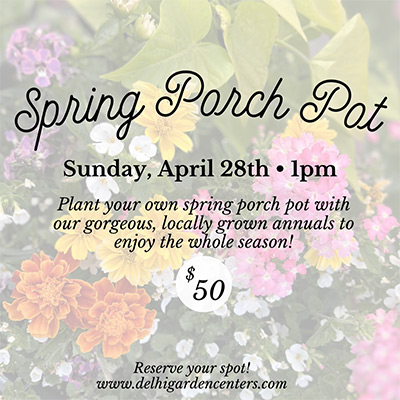 Plant your own Spring Porch Pot with us on Sunday April 28th at 1pm