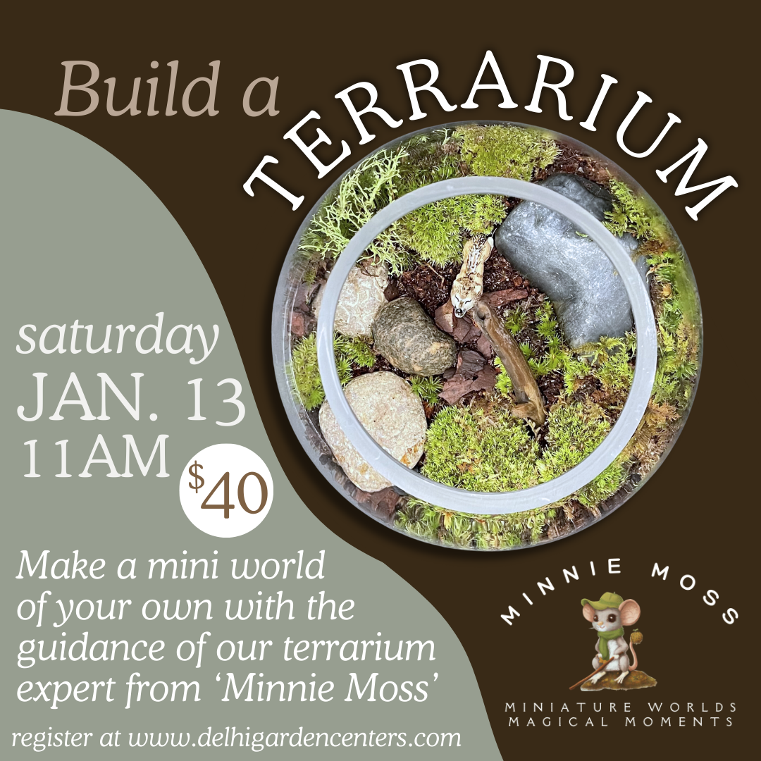 Build A Terrarium