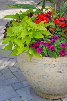 Planning Planting Container Gardens Delhi